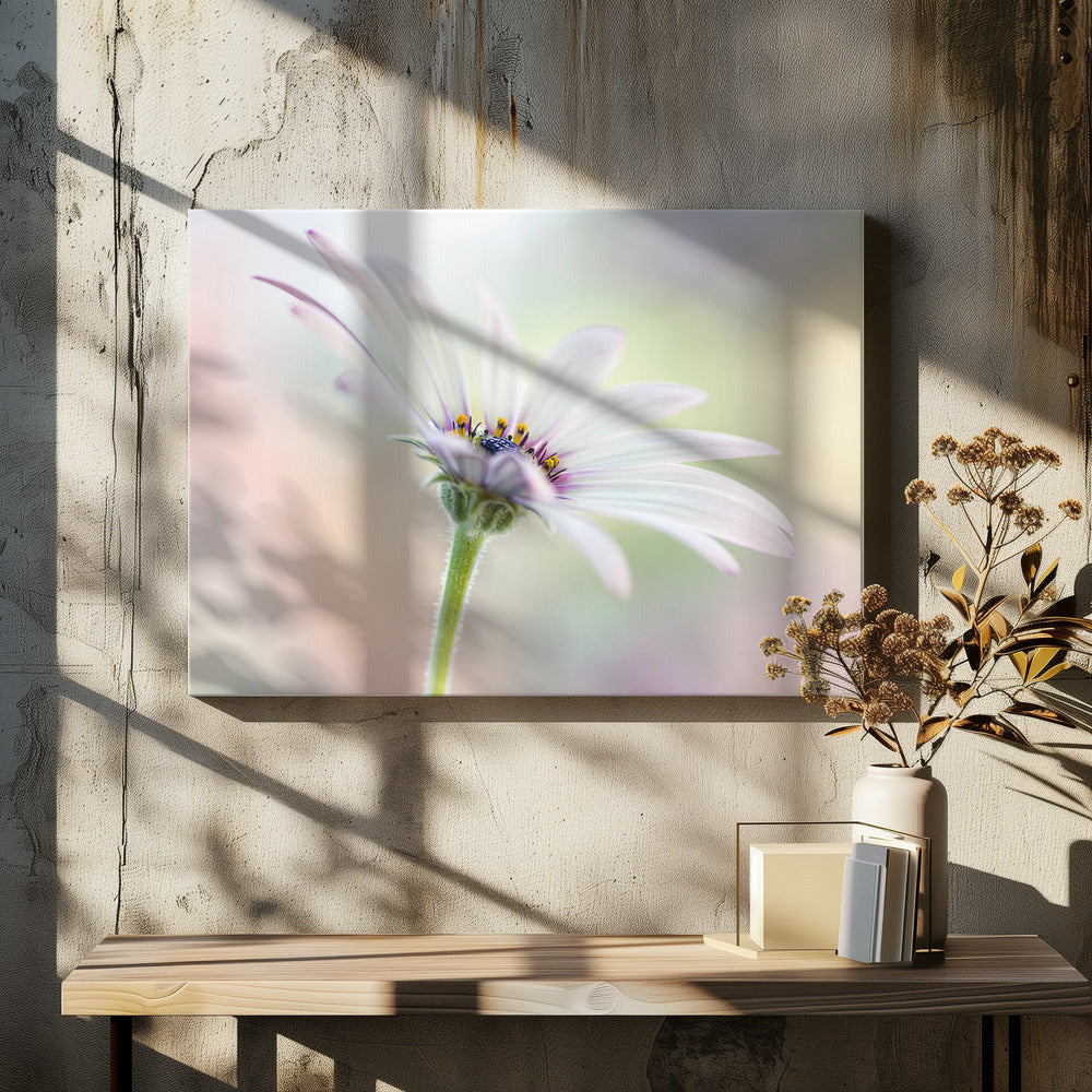 Cape Daisy | Leinwand