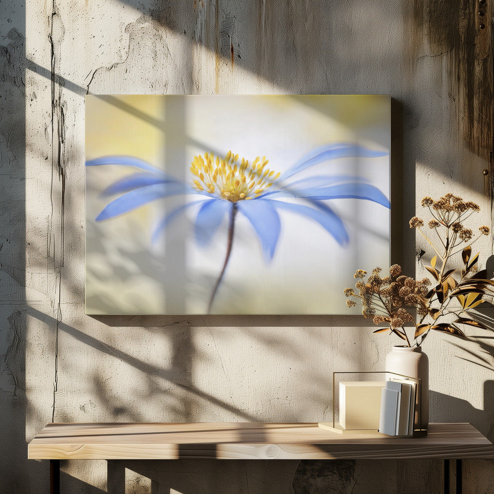 Anemone | Leinwand