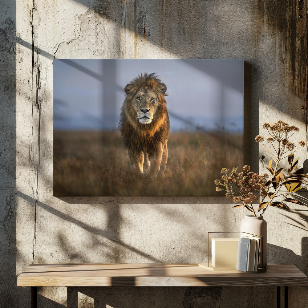 Löwe Nahaufnahme | Leinwand