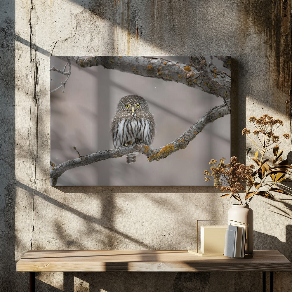 Little guy in the snow | Canvas