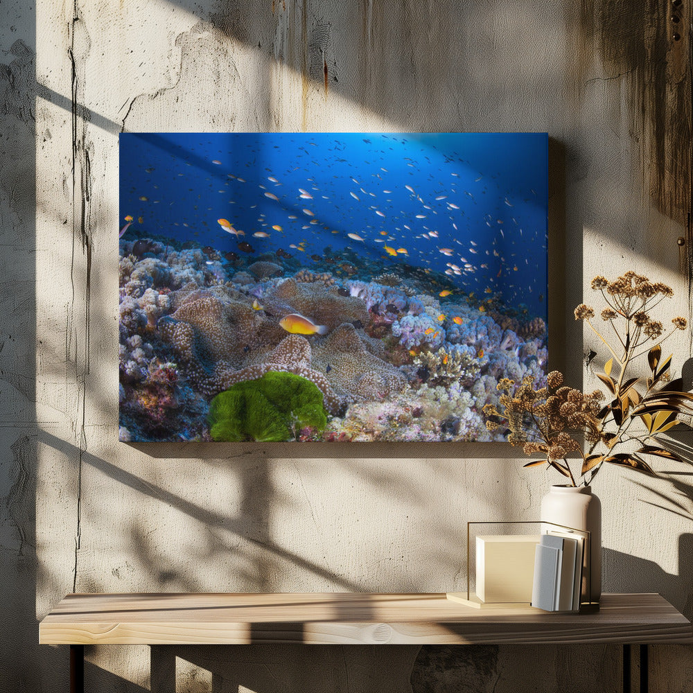 Anemone und Anthias | Leinwand