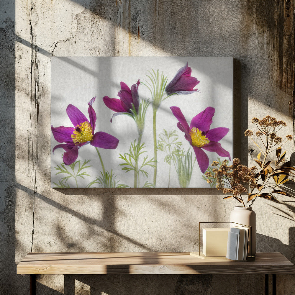 Pulsatilla | Leinwand