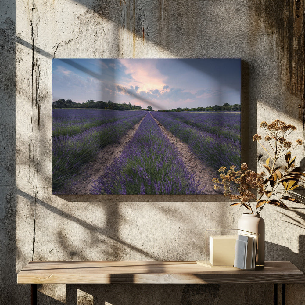 Blauer Lavendel | Leinwand