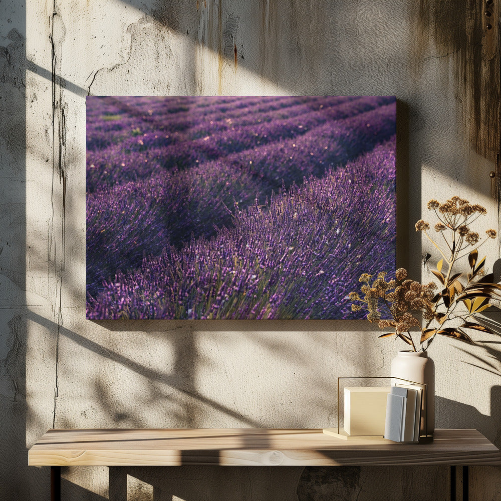 Provence Lavendel | Leinwand