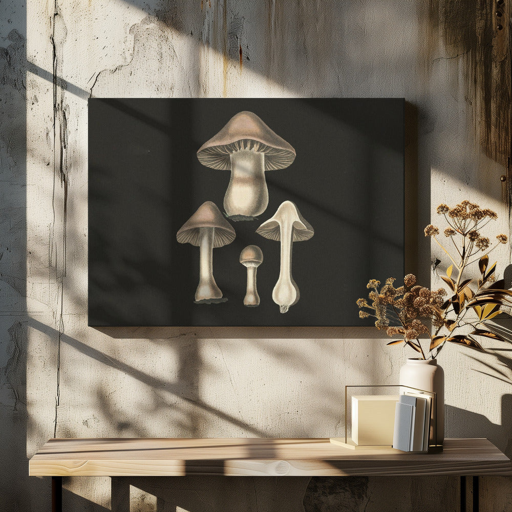 Agaricus Bulbosus Dunkler Hintergrund | Leinwand
