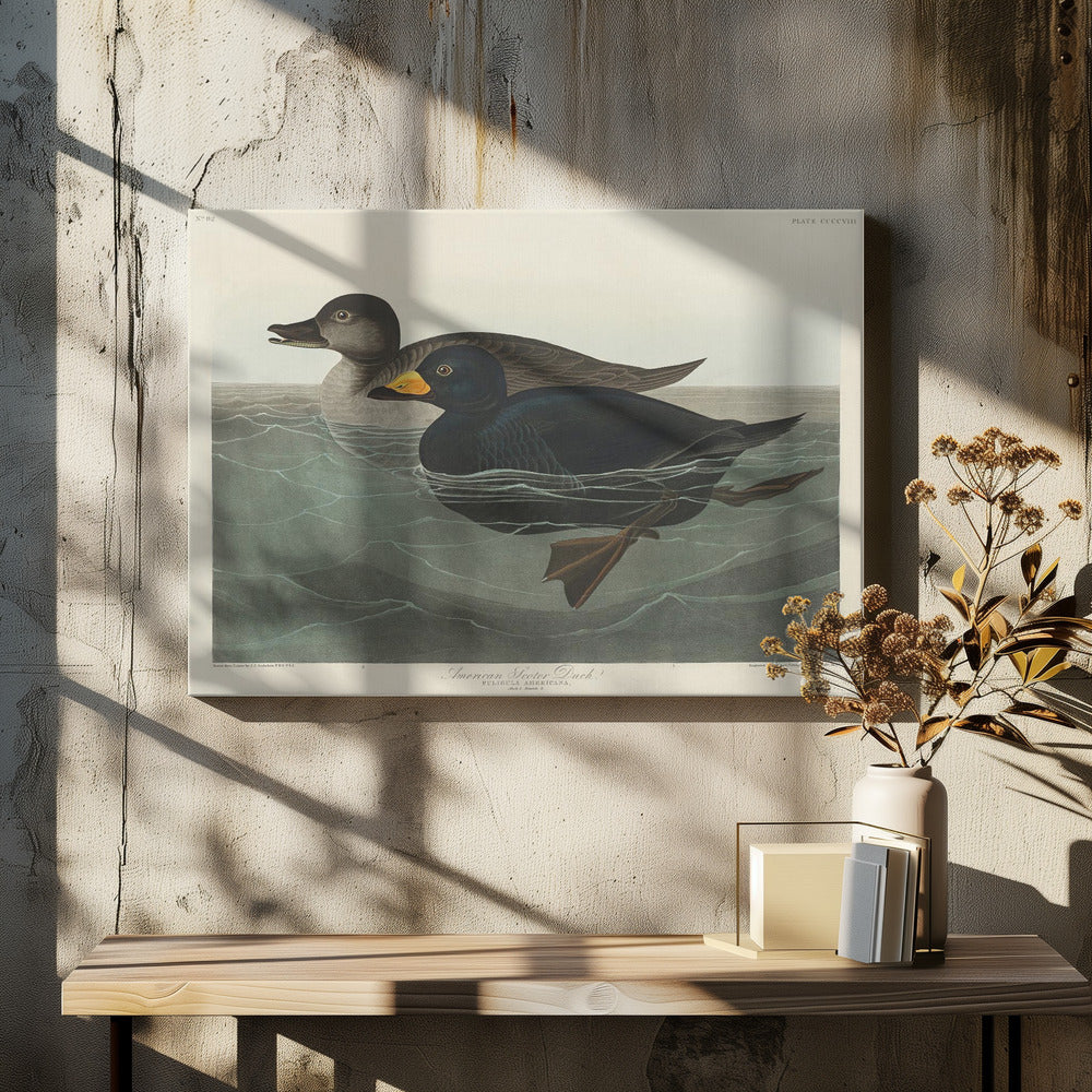 American Scoter Duck From Birds of America (1827) | Canvas