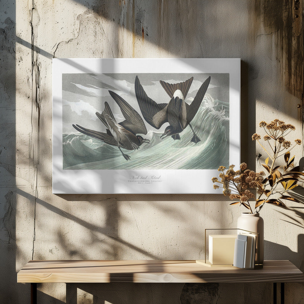 Fork Tailed Petrel From Birds of America (1827) | Canvas
