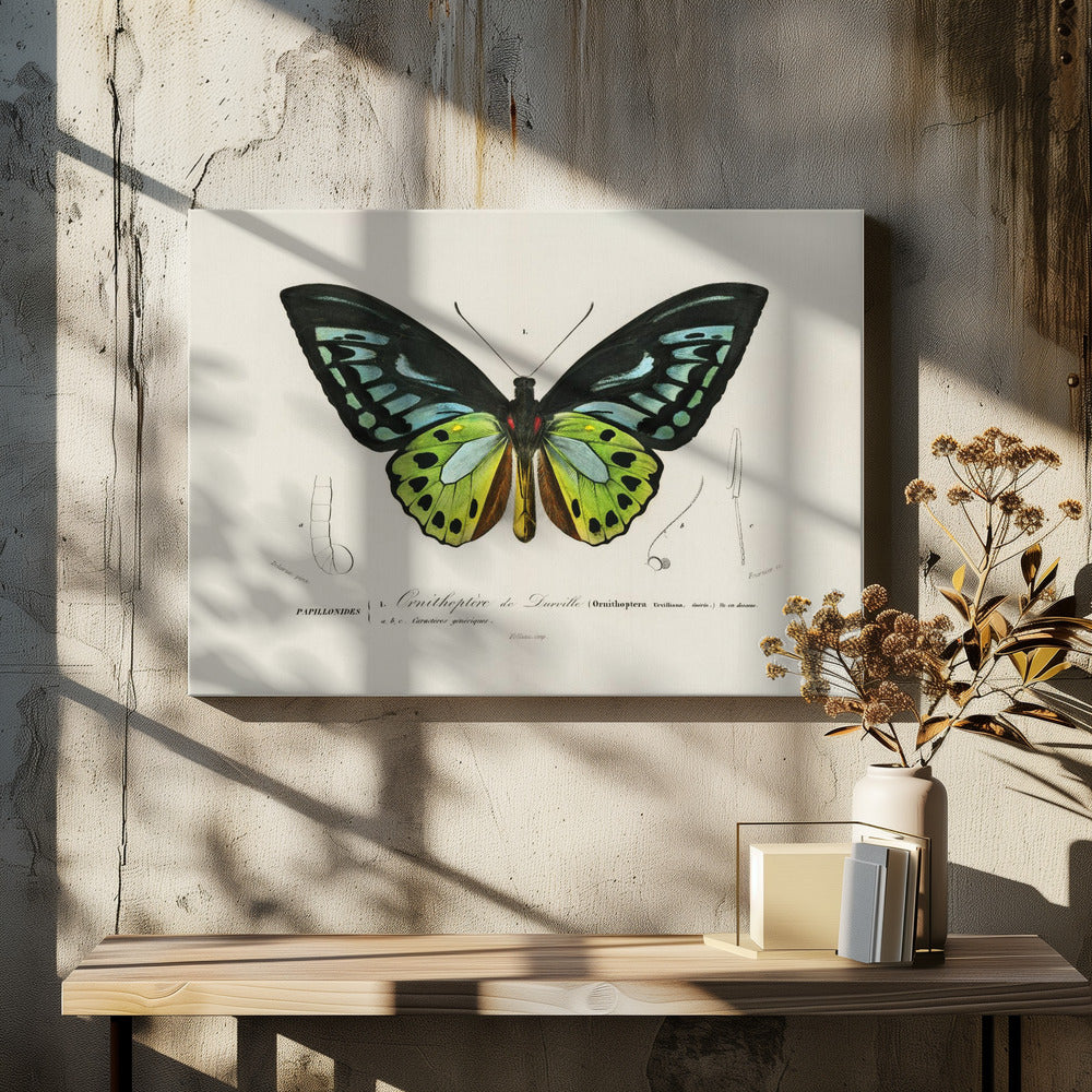 Grüner Vogelflügel Schmetterling | Leinwand