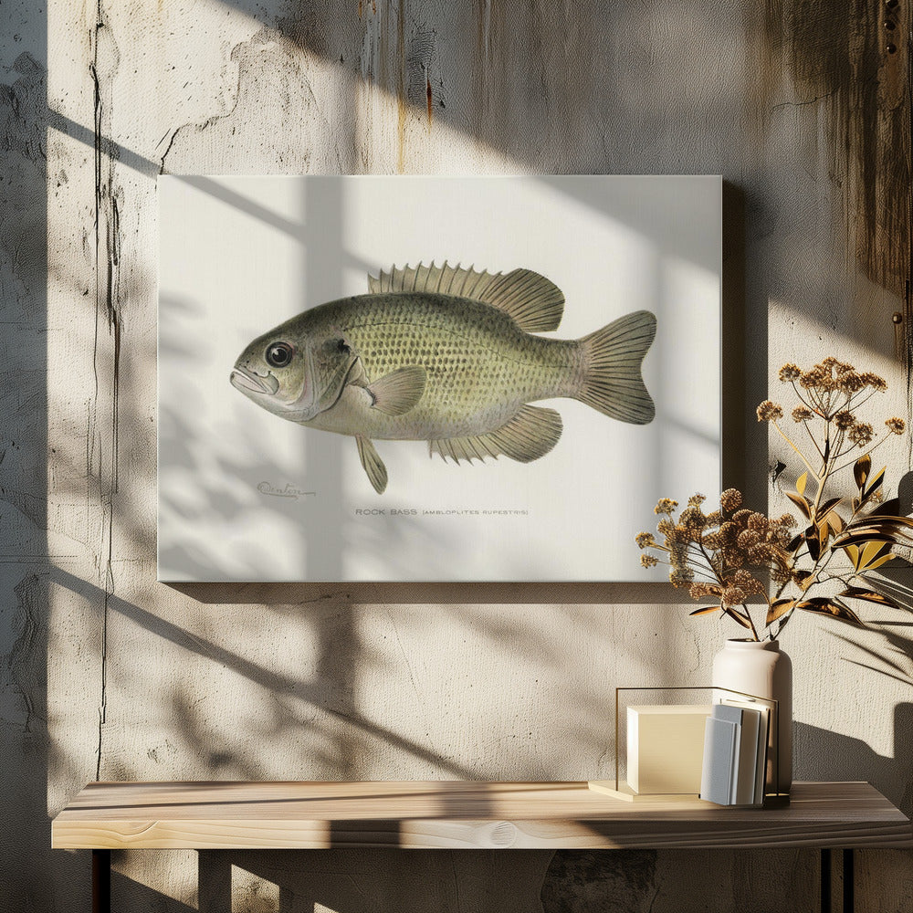 Rock Bass (ambloplites Rupestris) von Sherman F. Denton (1856 1937) | Leinwand