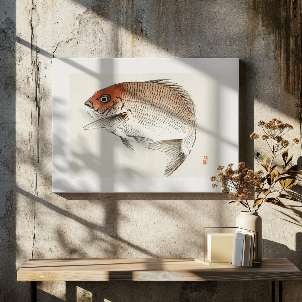 Tai (red Seabream) Fish | Canvas