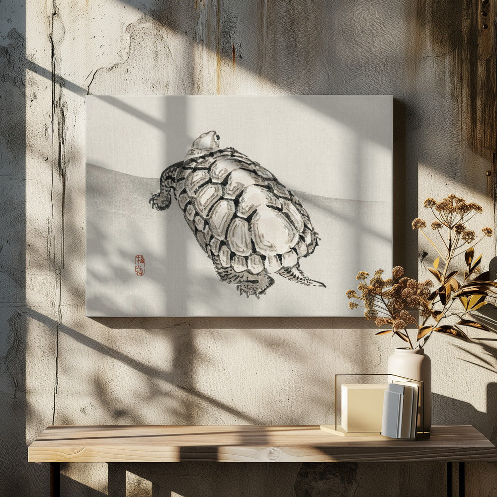 Turtle | Canvas