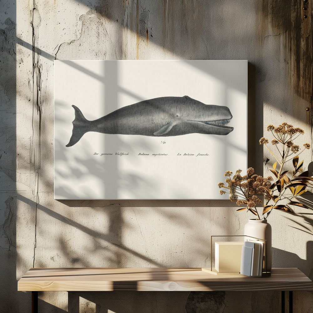 Whale Ii Antique Handcolored Sealife Lithograph 1824 | Canvas