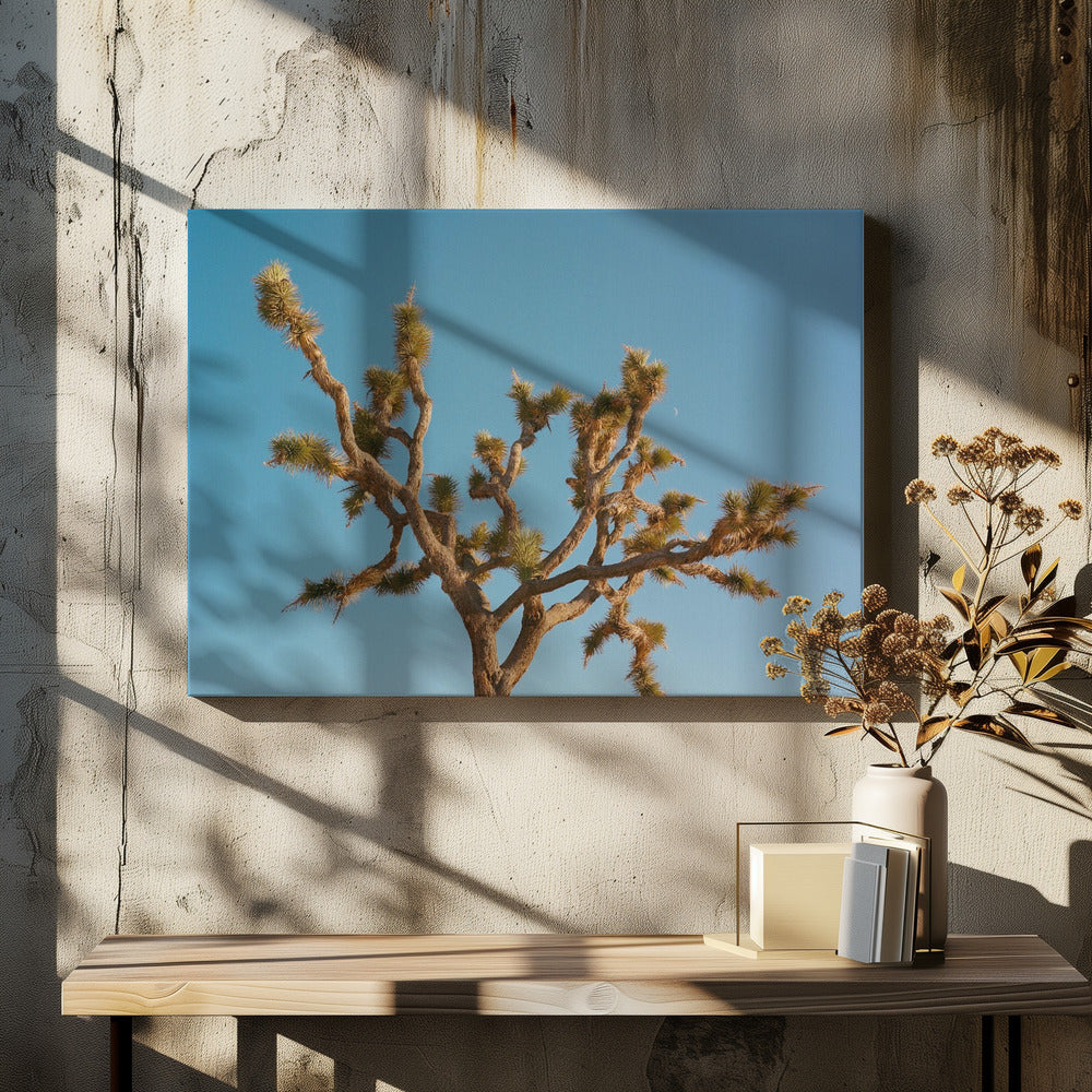 Joshua Tree Mond III | Leinwand