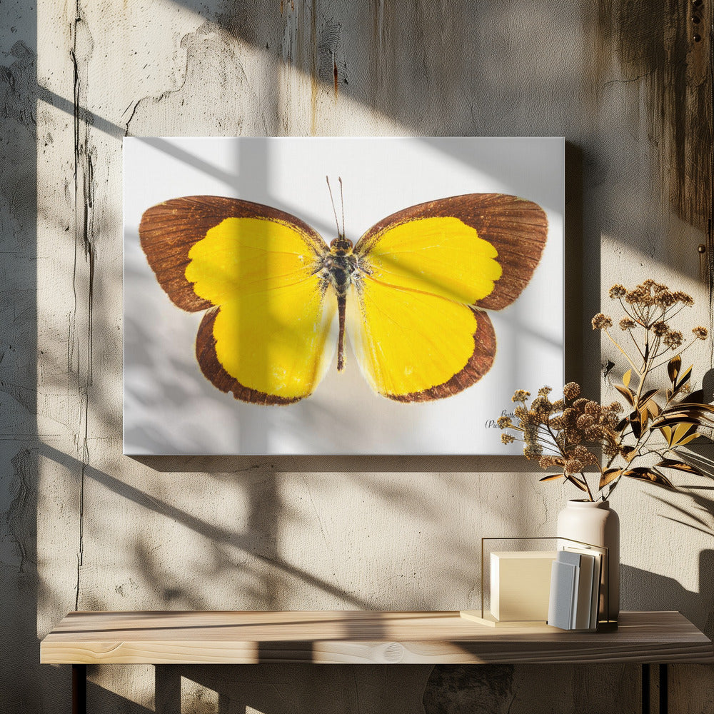 Schmetterling - 2 | Leinwand