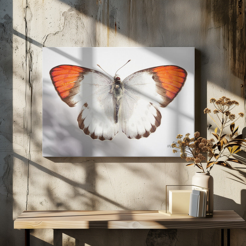 Schmetterling - 3 | Leinwand