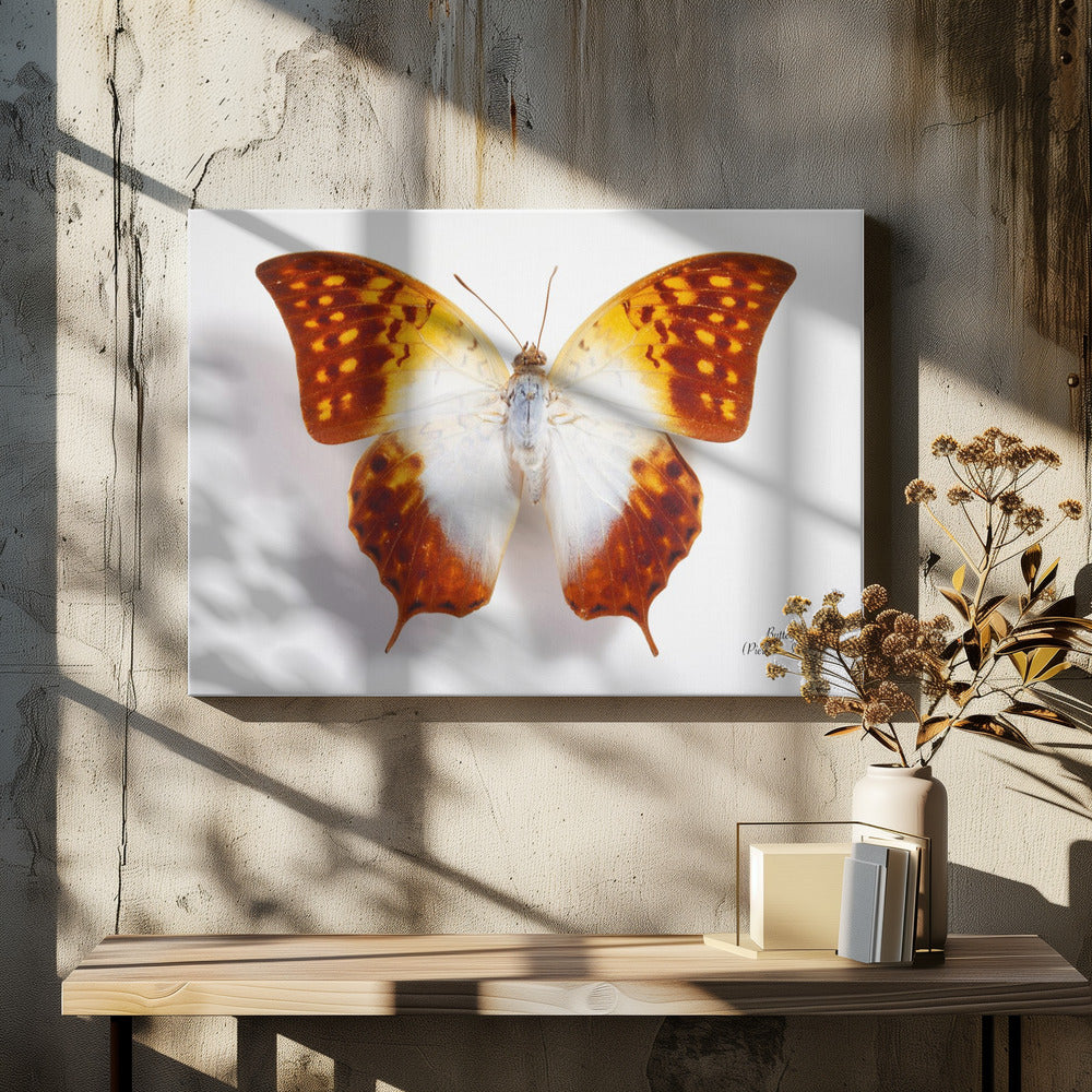 Schmetterling - 4 | Leinwand