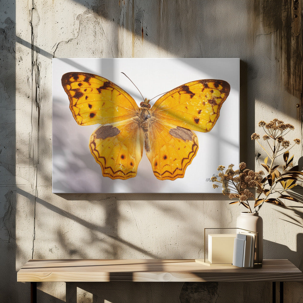 Schmetterling - 10 | Leinwand