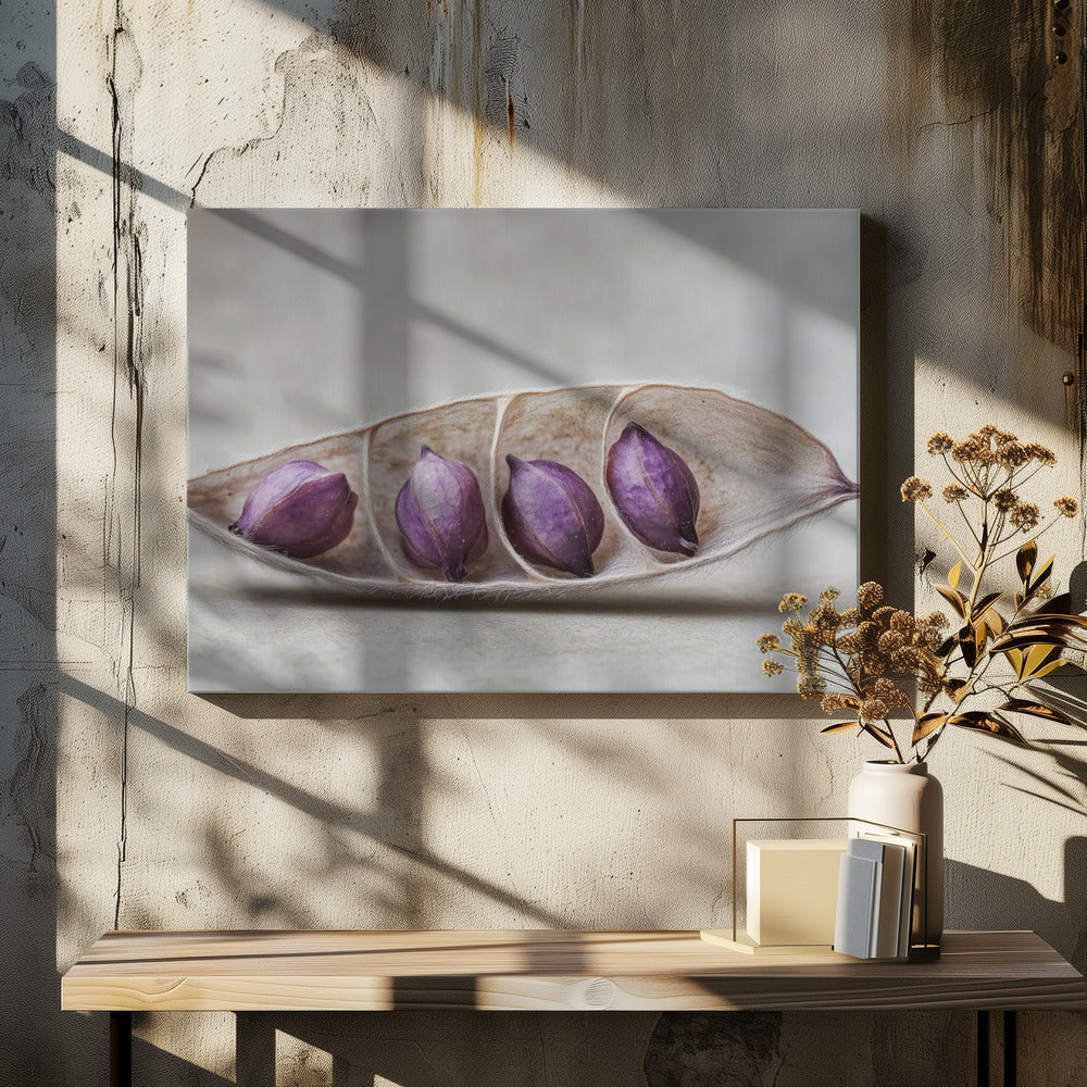 Lila Pod Harmony | Leinwand
