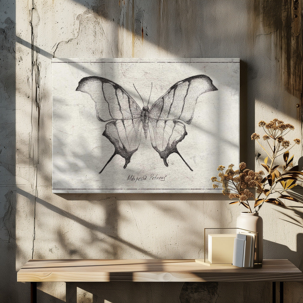 Marpesia Petreus | Leinwand