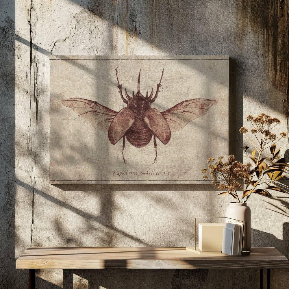 Eupatorus Gracilicornis Kopie | Leinwand