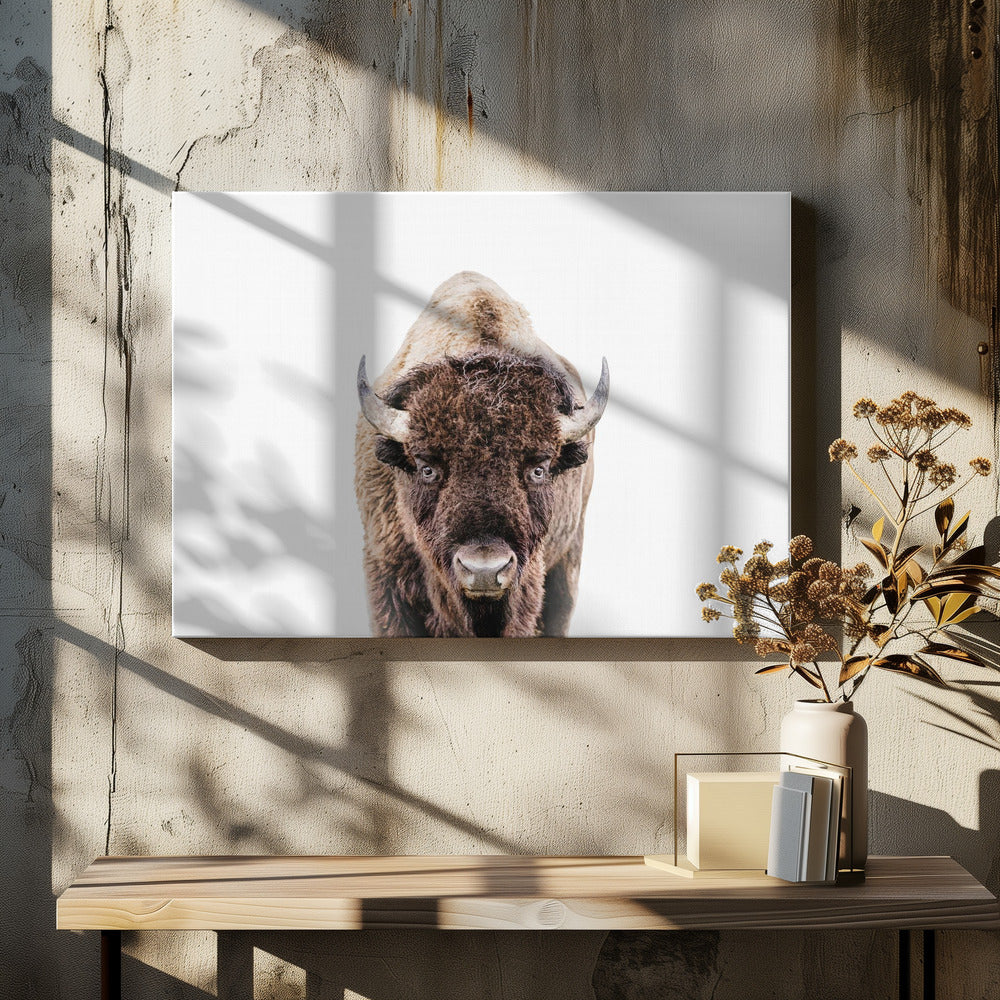 Bison | Leinwand