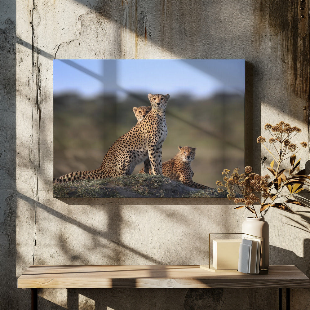 Gepardenfamilie | Leinwand