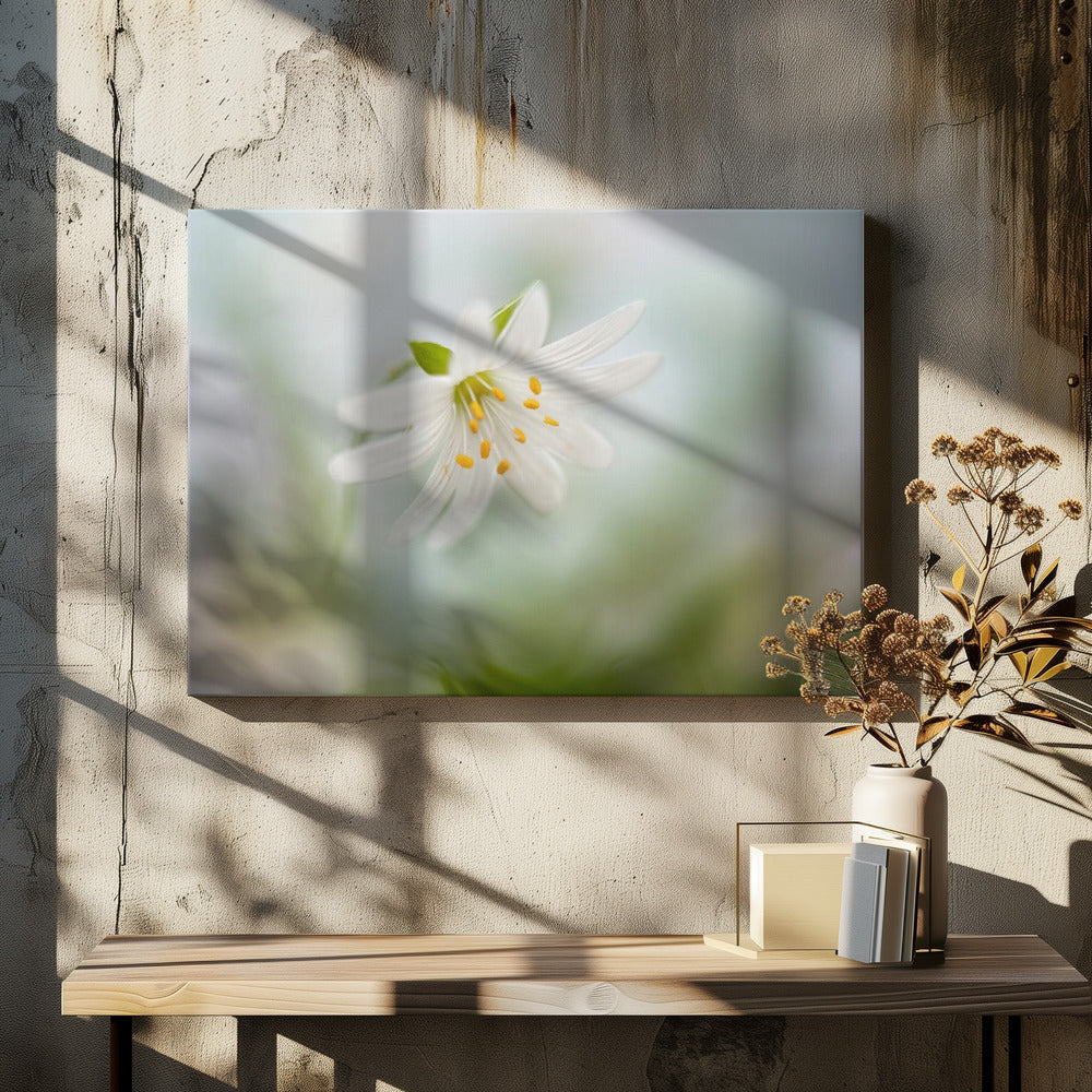 Frühlingssternmiere | Leinwand