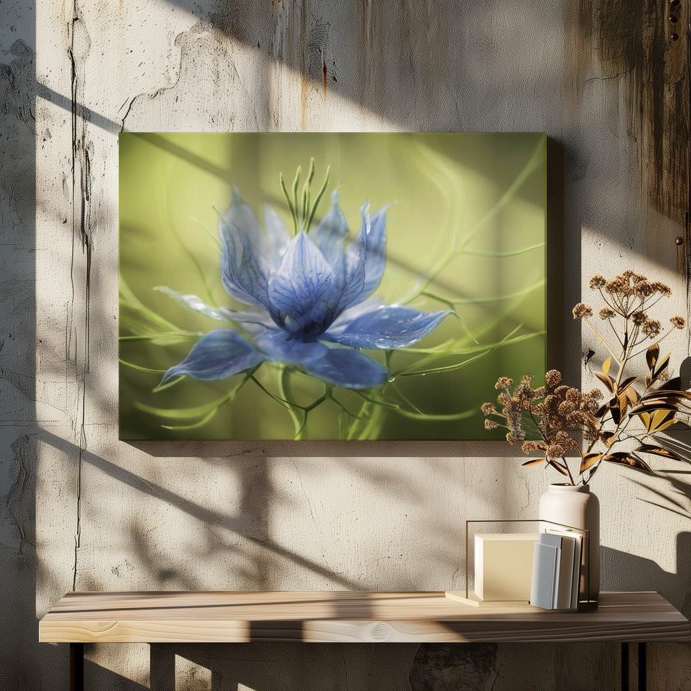 Nigella | Leinwand