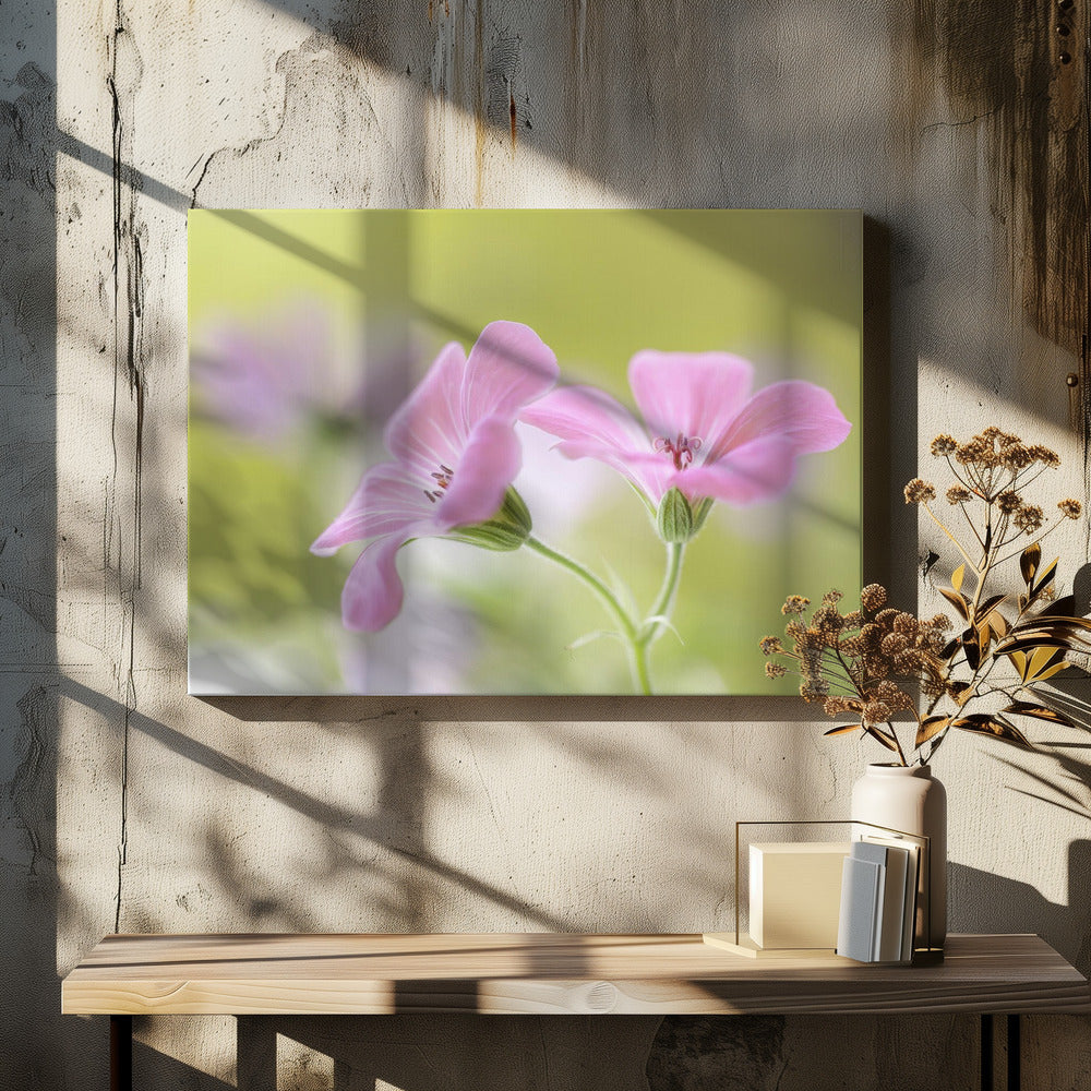 Rosa Melodie | Leinwand