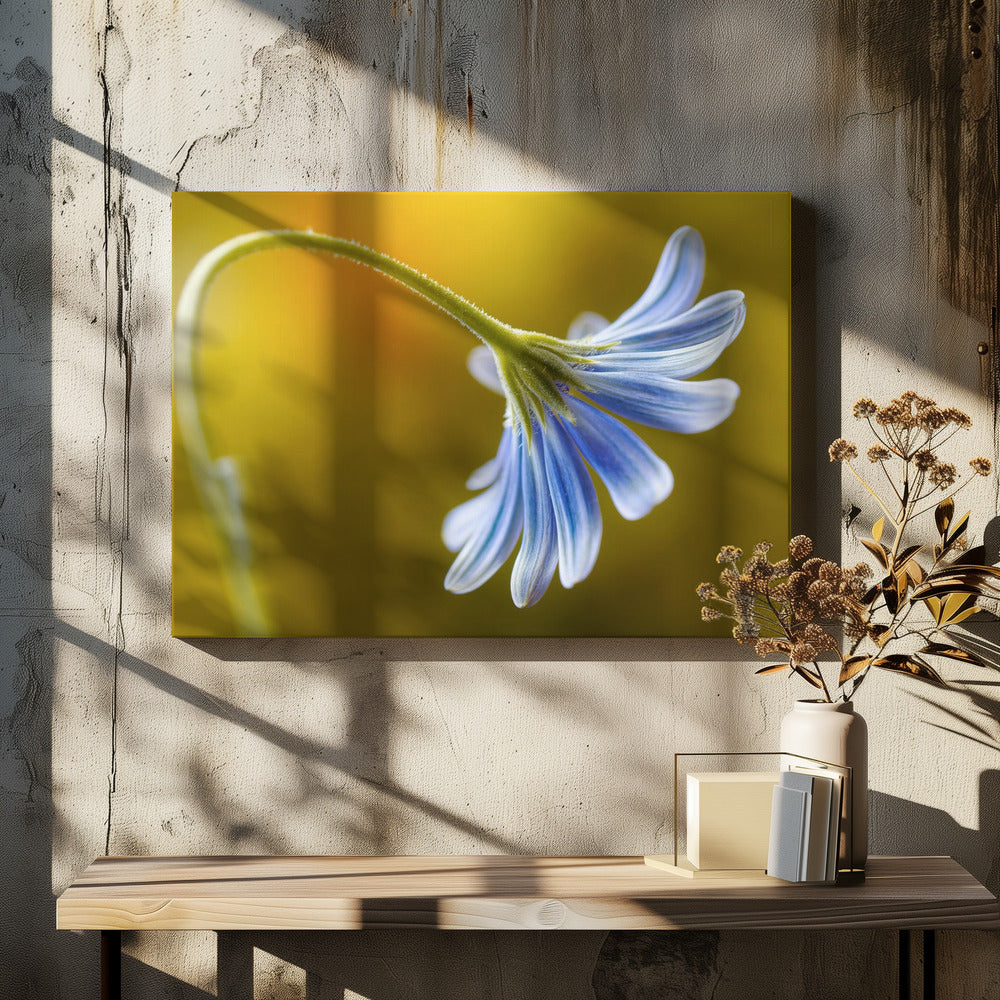 Cape Daisy | Leinwand