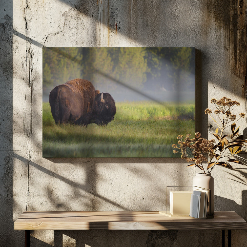 Bison im Morgenlicht | Leinwand