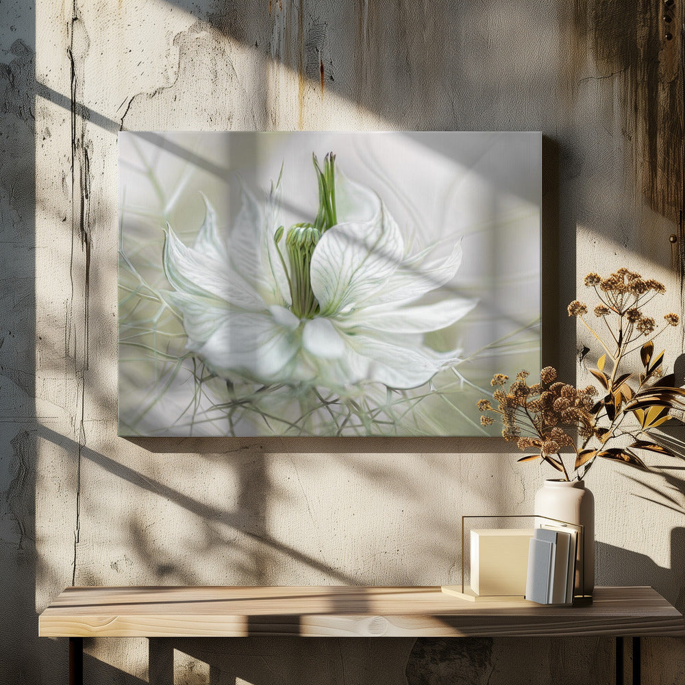 Nigella | Leinwand