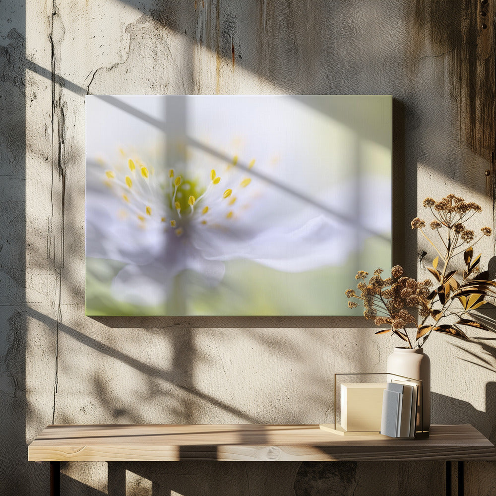 Anemonenschönheit | Leinwand