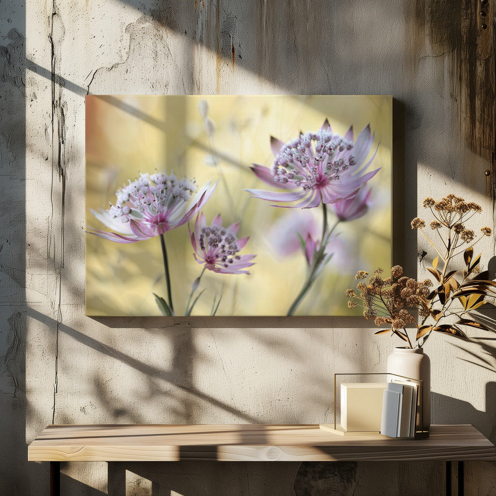 Astrantia Major | Leinwand