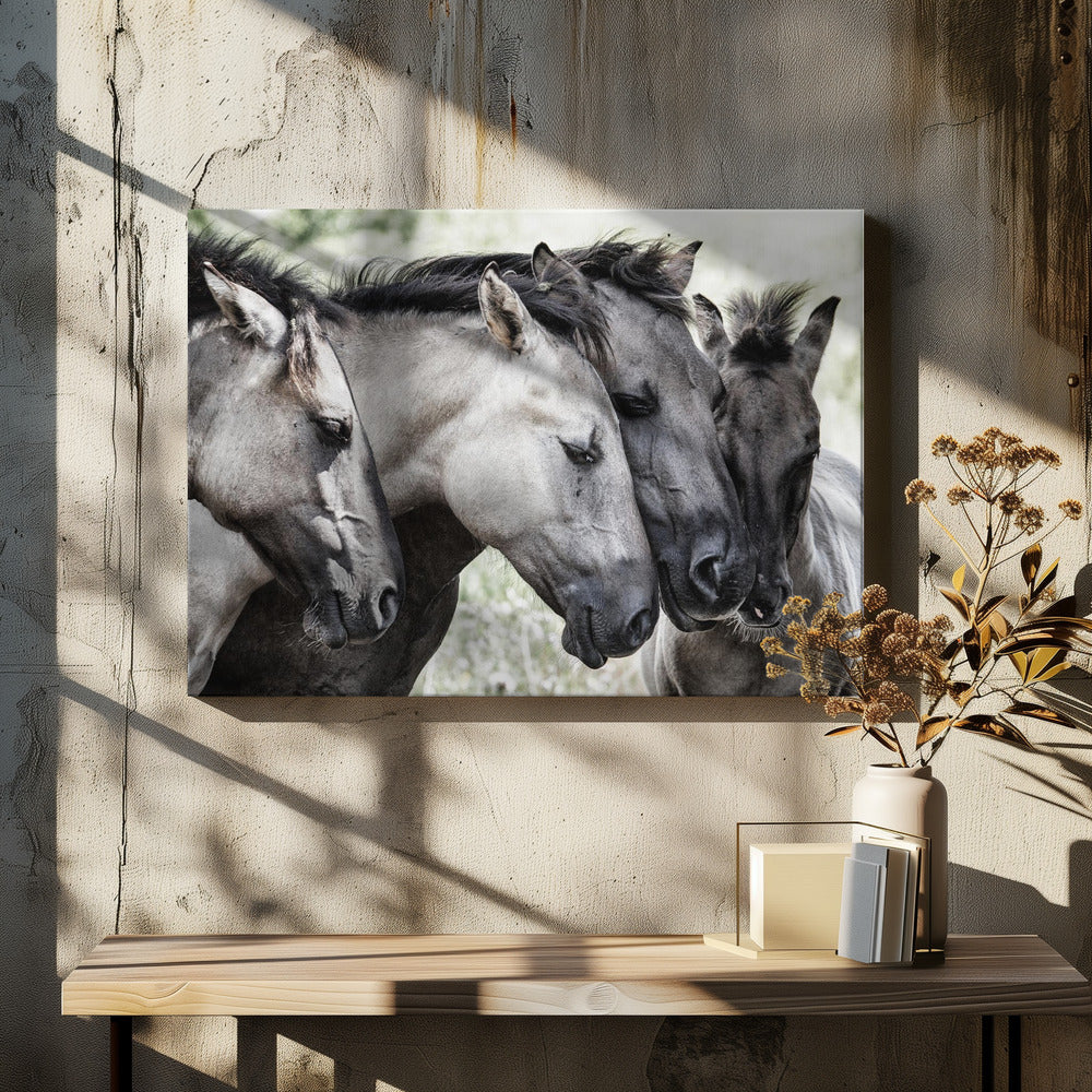 Vier Konik-Pferde | Leinwand