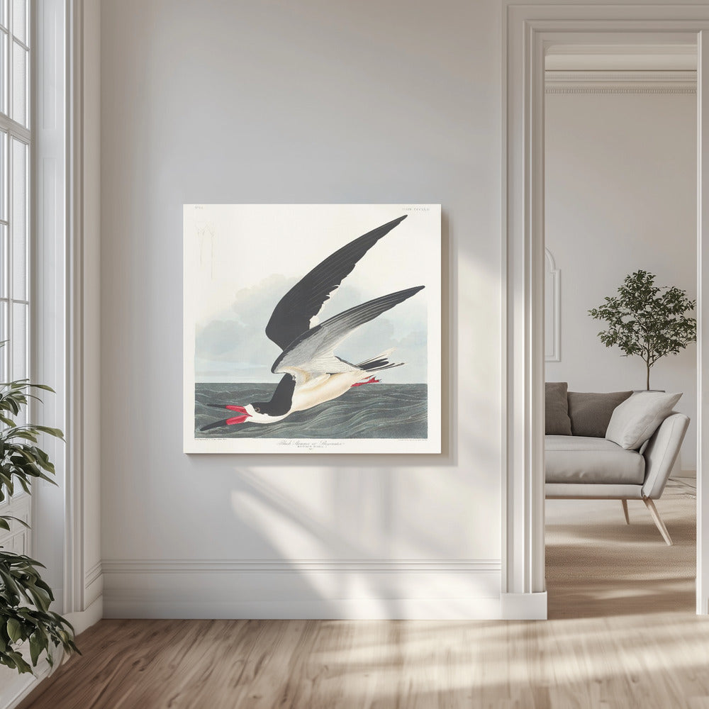 Schwarzer Scherenschnabel aus Birds of America (1827) | Leinwand
