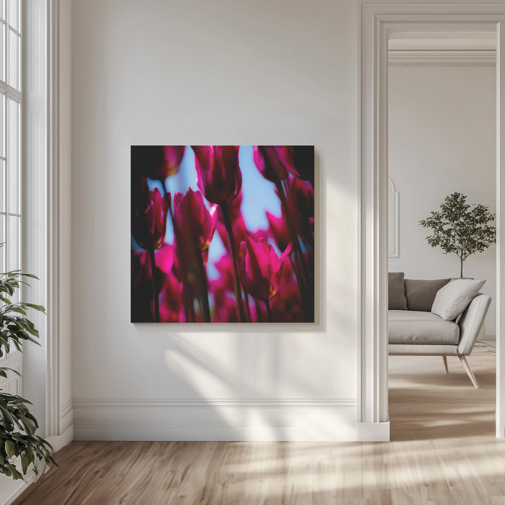Lila Tulpen | Leinwand