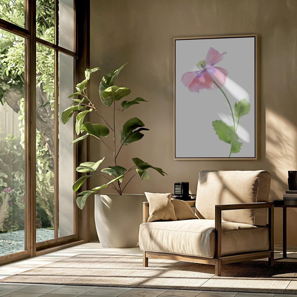 Mohn | Poster