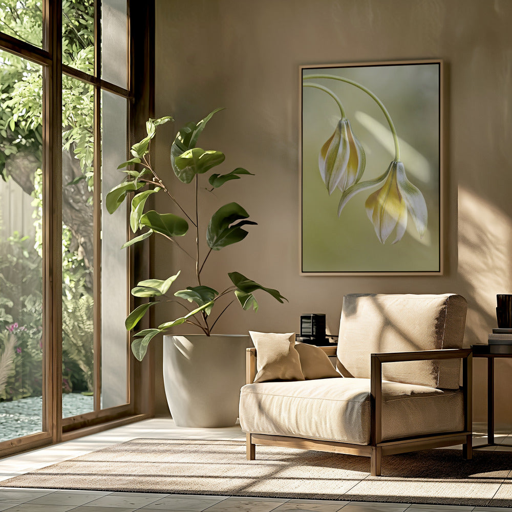 Tulipa | Poster