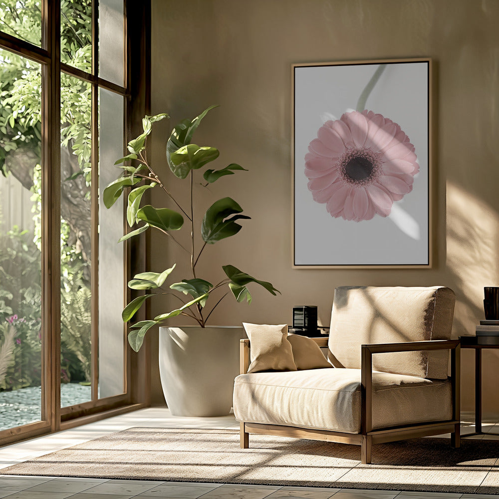 Rosa Gerbera II | Poster