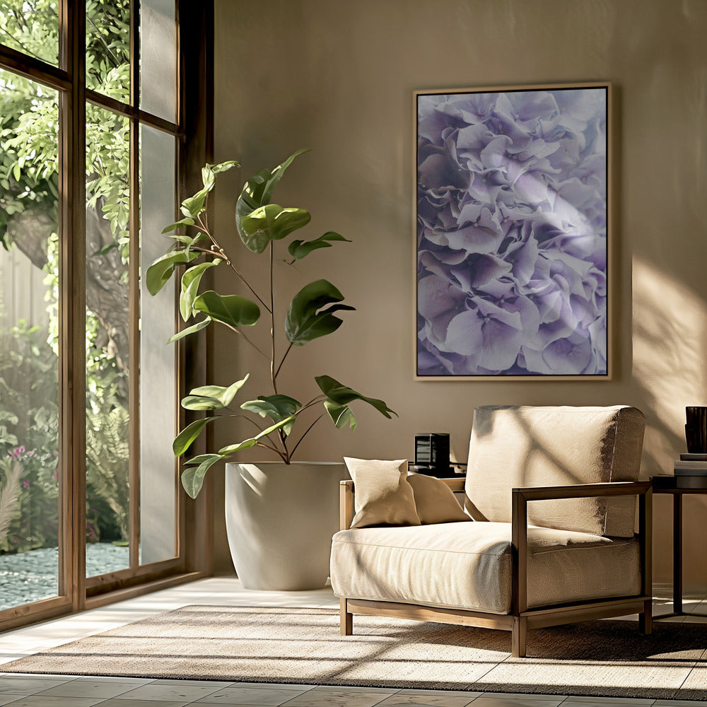 Leuchtend lila Hortensienblüten | Poster
