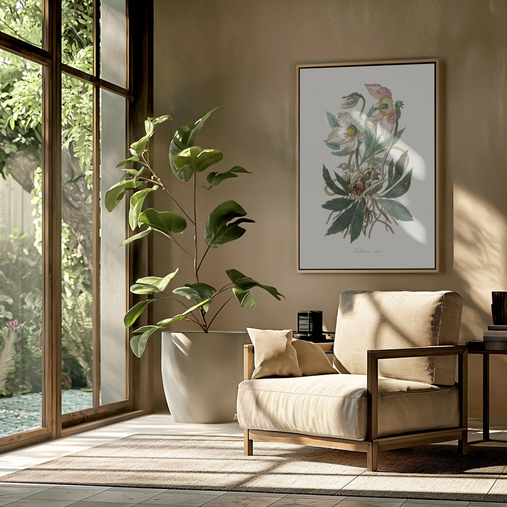 Christrose (Helleborus Niger) Medizinische Botanik | Poster