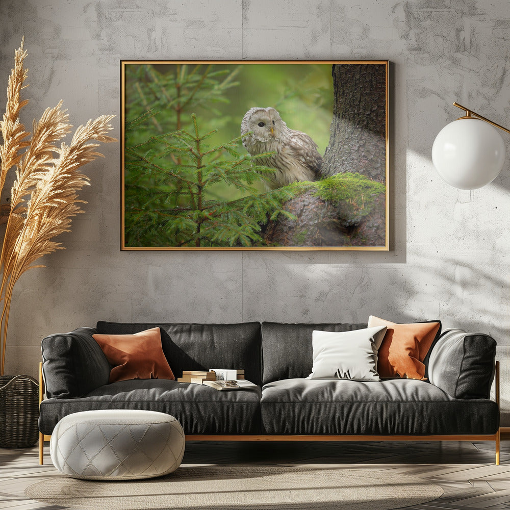 Habichtskauz | Leinwand