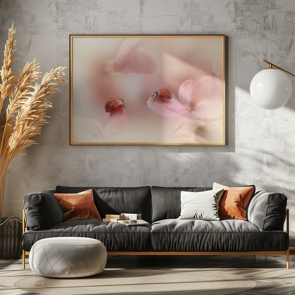 Ladybirds on pink hydrangea. | Canvas
