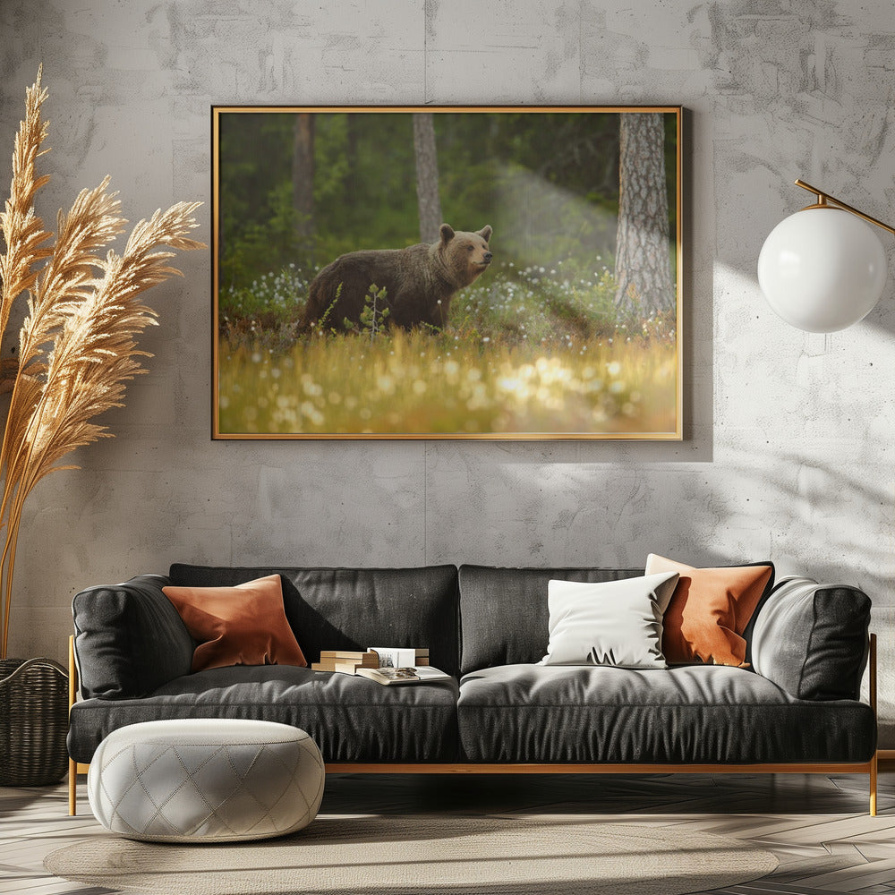 Braunbär | Poster