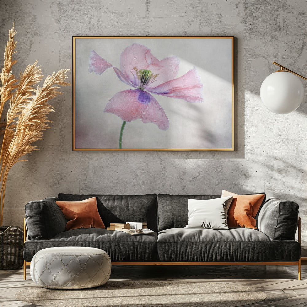 Pastellmohn | Poster