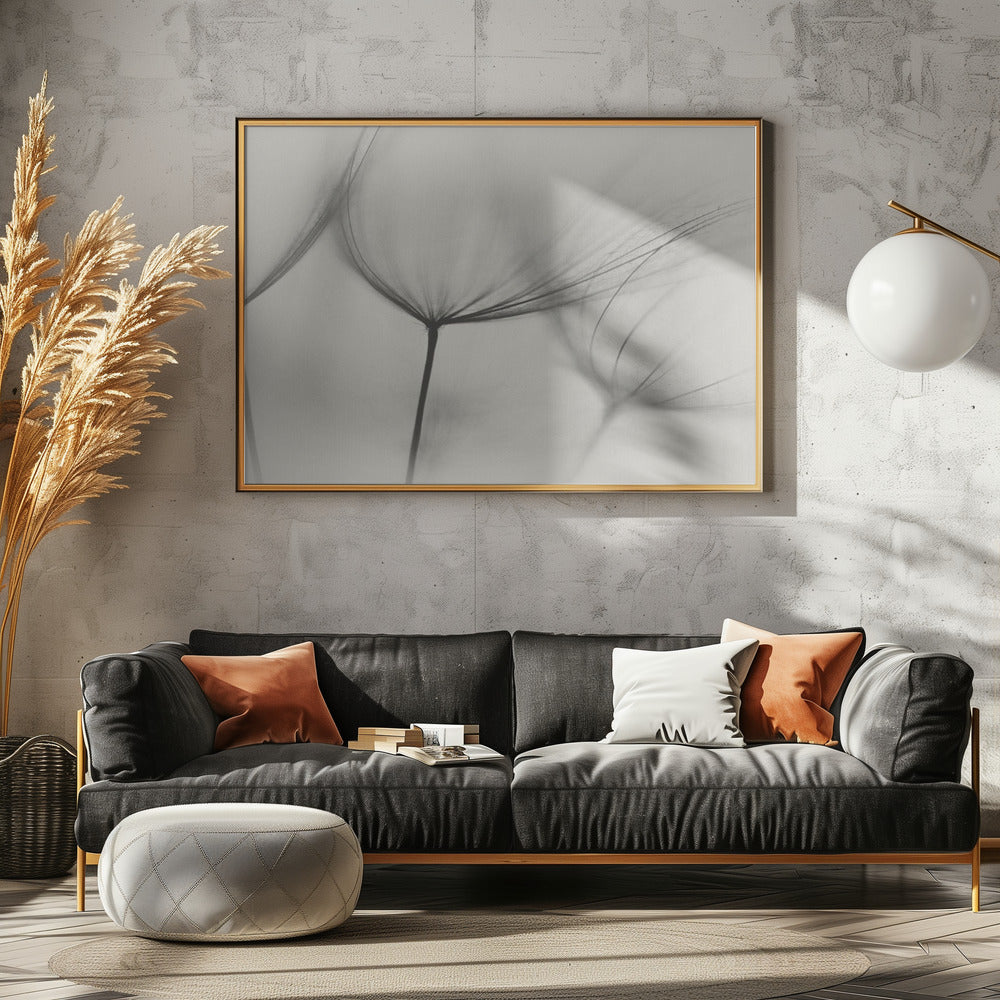 Tragopogon | Canvas