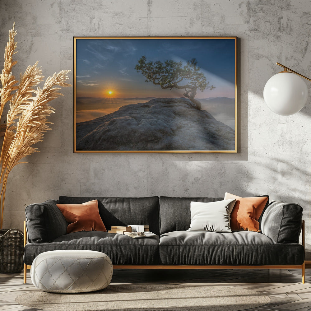 Alte Kiefer | Poster