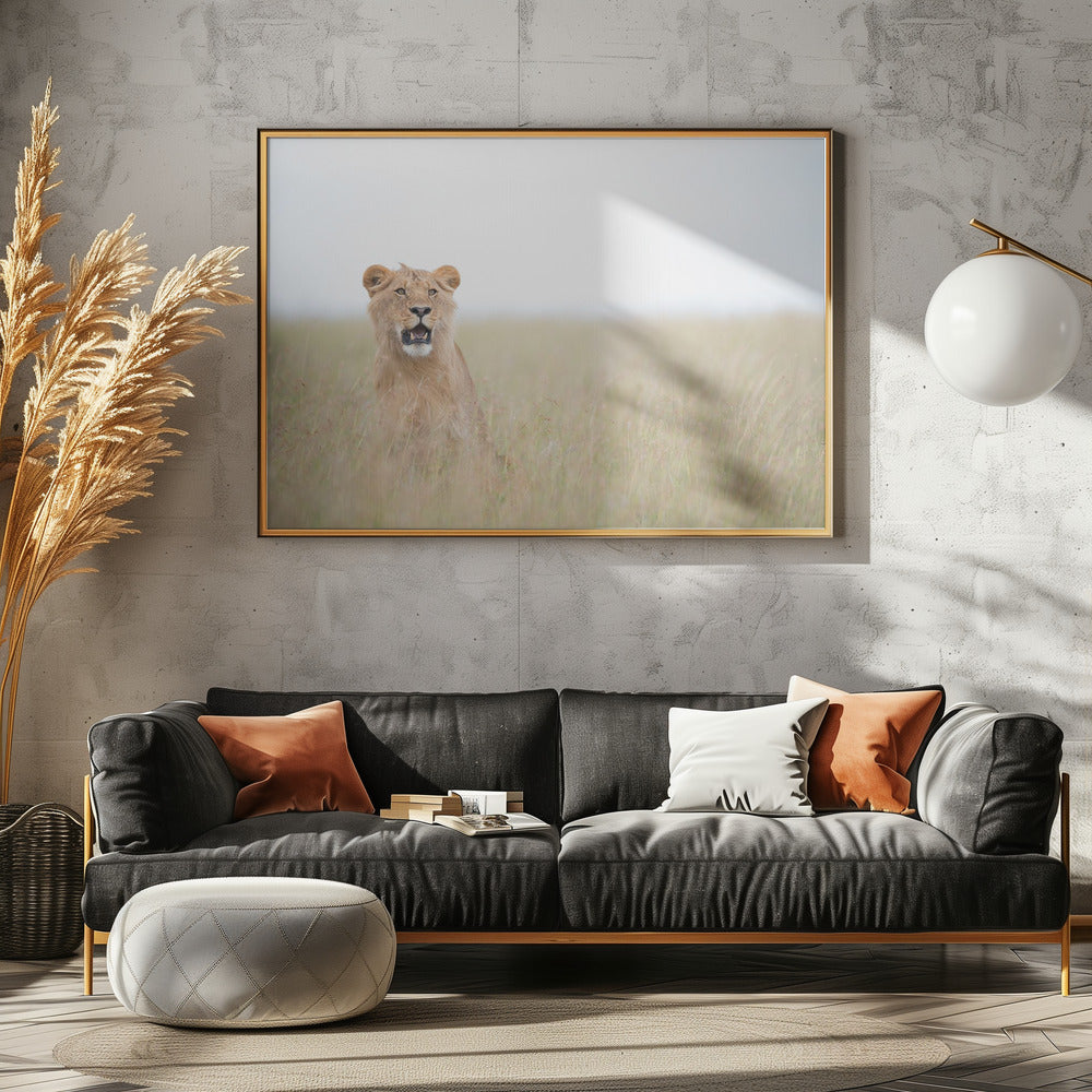 Junger Löwe | Leinwand