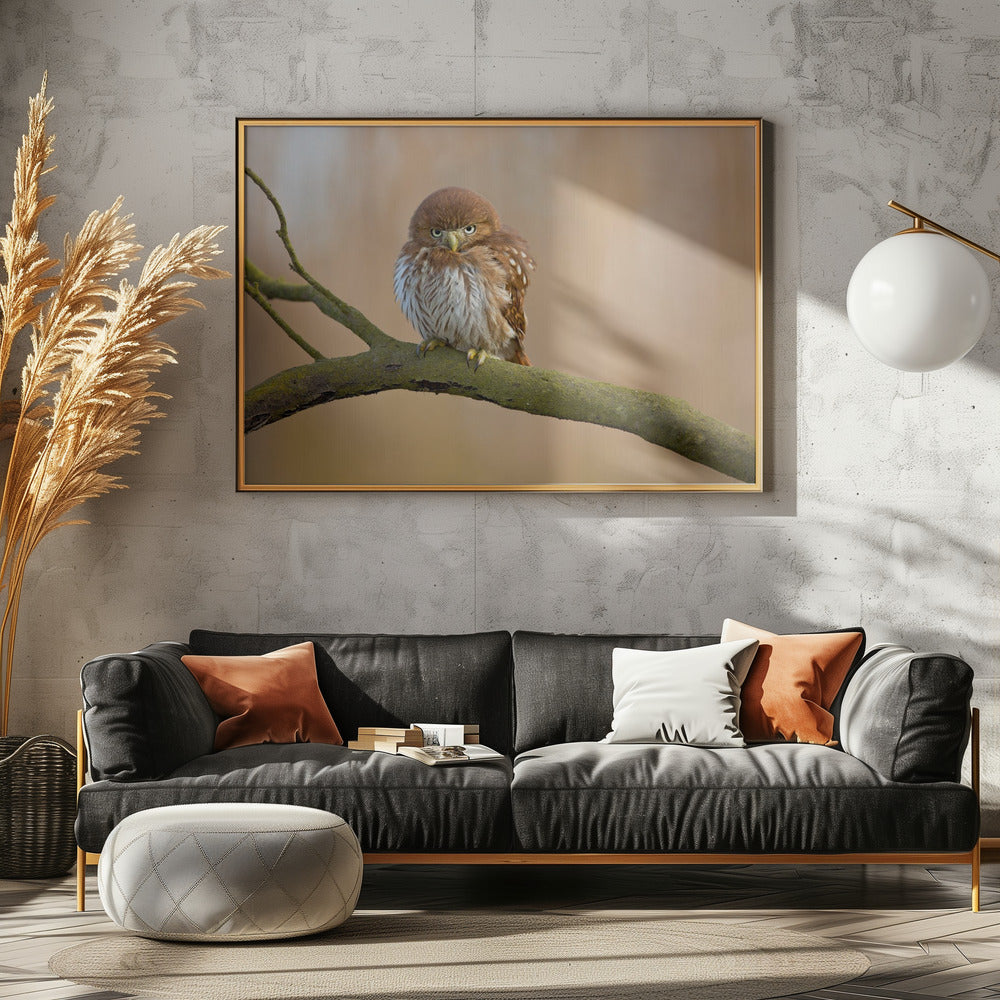 Rostspechtkauz | Leinwand